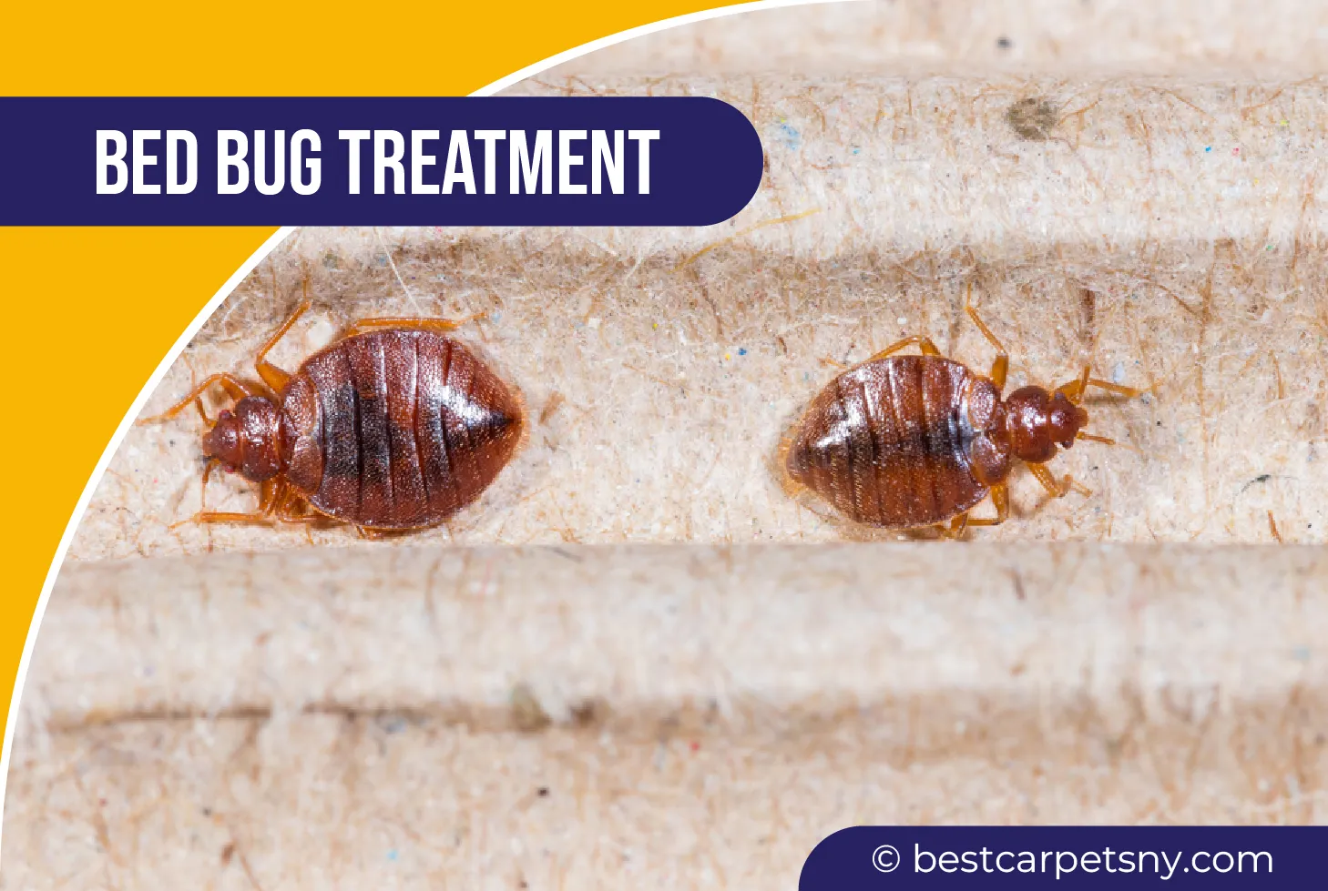 carpet cleaning in new york, carpet cleaning new york, carpet cleaners in new york, carpet cleaners in new york, commercial carpet cleaning, commercial carpet cleaning in new york, new york rug cleaners, rug cleaning services in new york, same day carpet cleaning, same day rug cleaning in new york